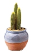 Cactus Plant