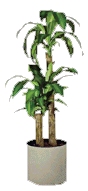 Cane Tree