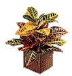 Croton Plant