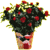 plants_augrose1010.zip