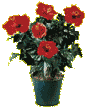 plants_tropical1010.zip